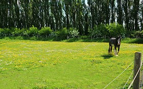 Gorefield Village Field & Horse